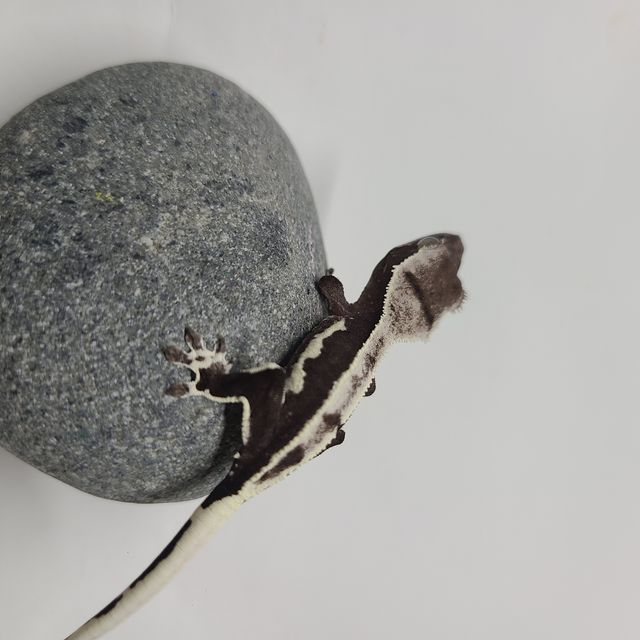 릴잔틱