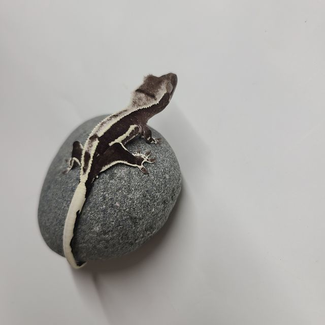 릴잔틱