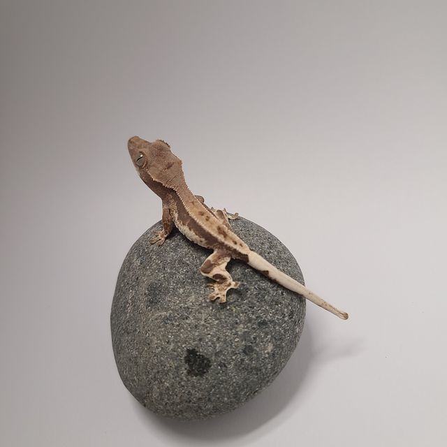 릴리화이트