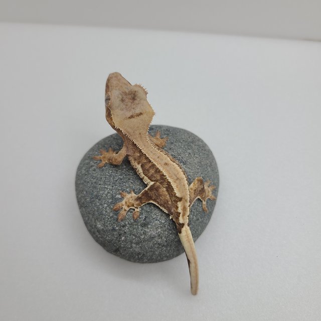 Lilly 100% Het Axanthic