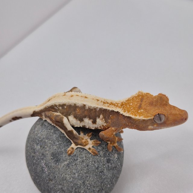 Lilly 100% Het Axanthic