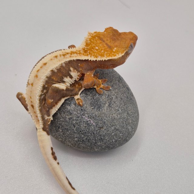 Lilly 100% Het Axanthic