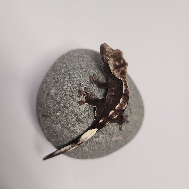 아잔틱