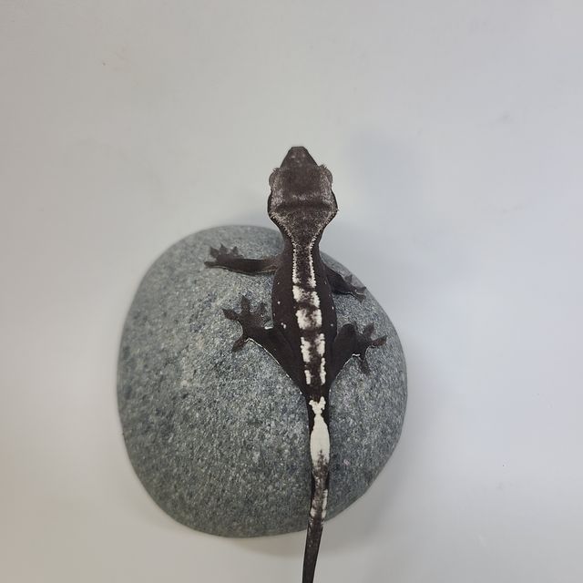 아잔틱