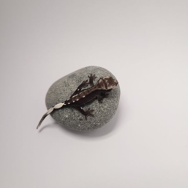 아잔틱