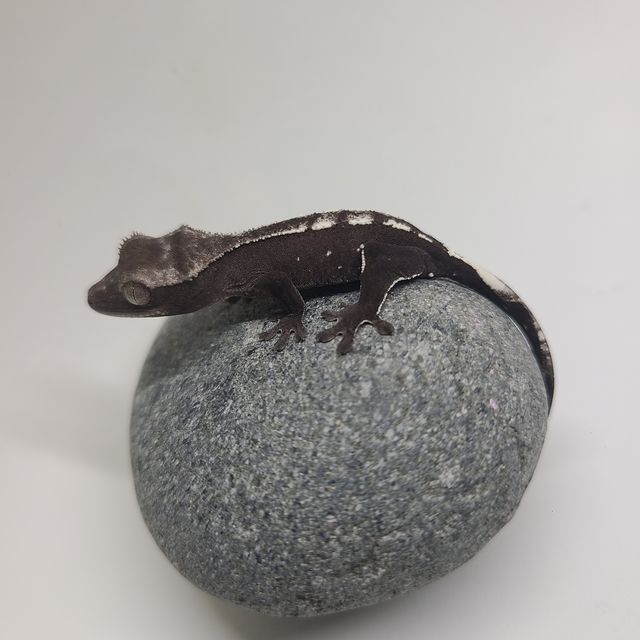 아잔틱