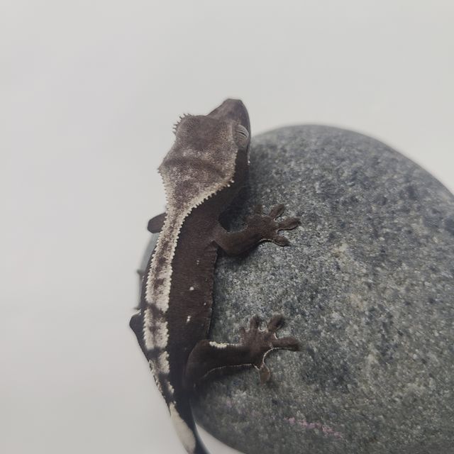 아잔틱