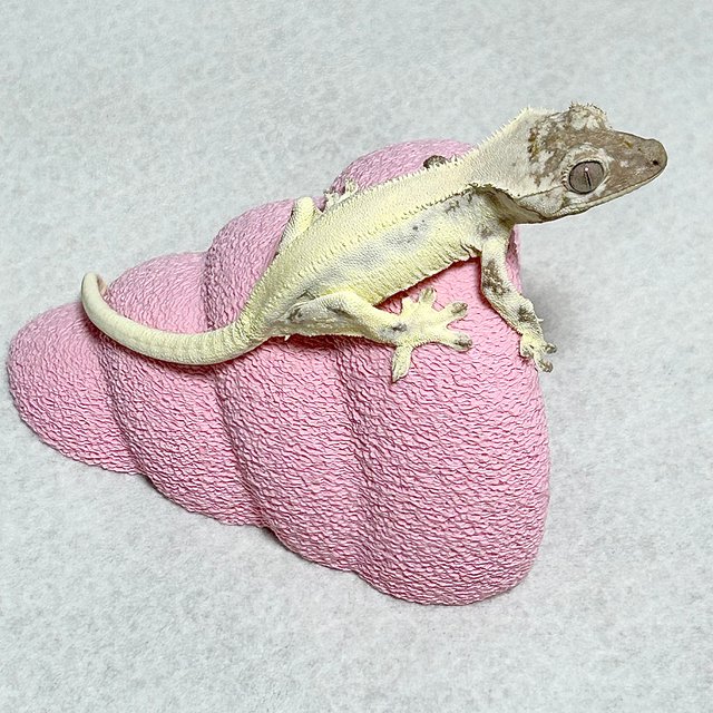 릴리 세이블 솔리드백 풀핀