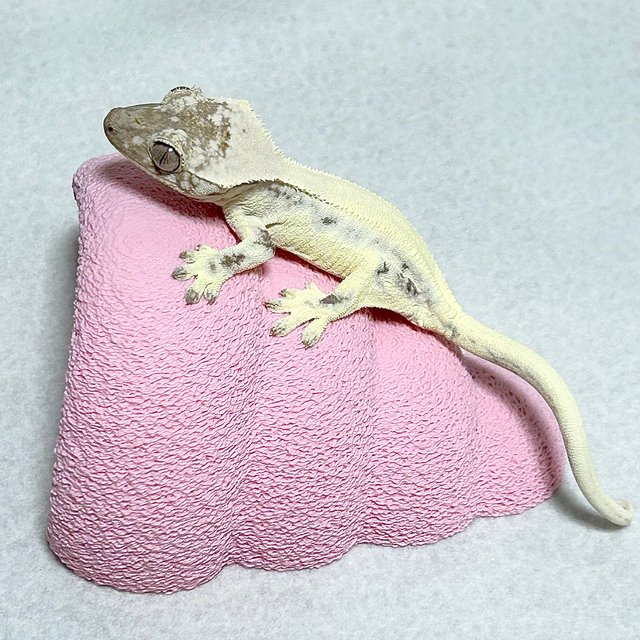 릴리 세이블 솔리드백 풀핀