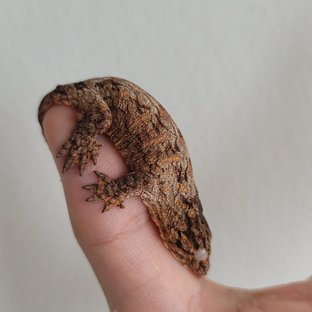 하이 컬러 트루 컬러