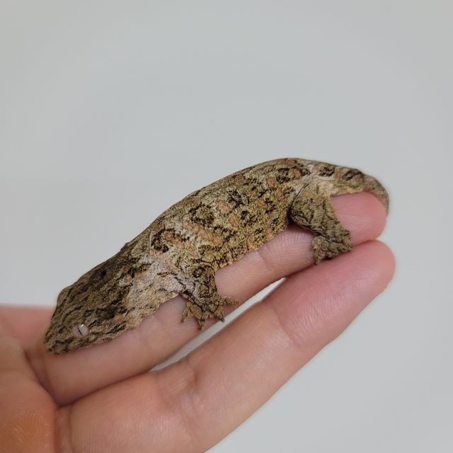노멀