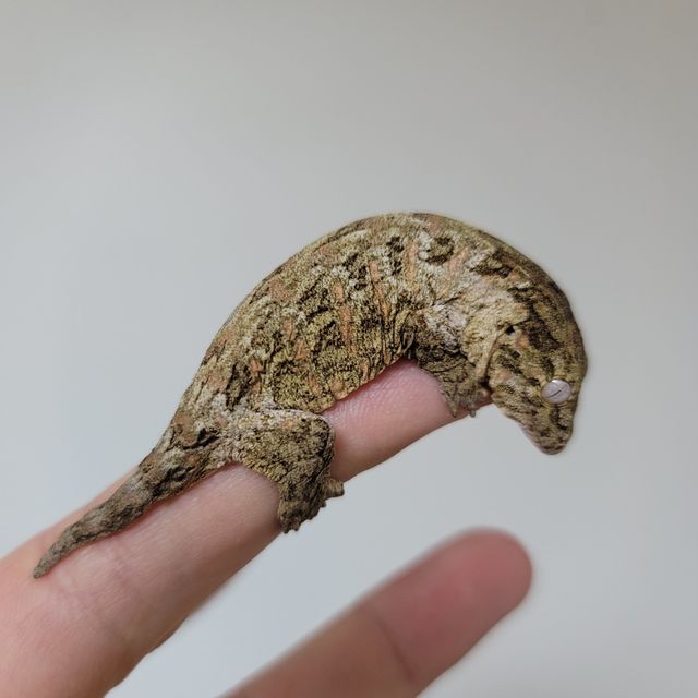 노멀