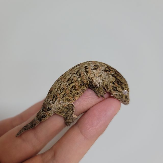 노멀