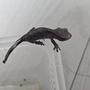 아잔틱