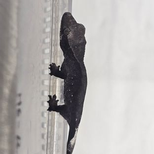 아잔틱