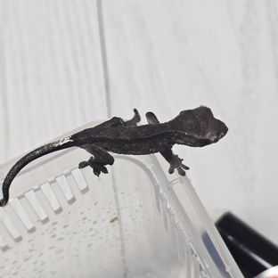 아잔틱