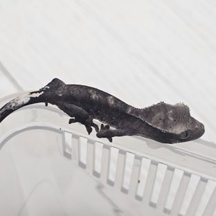 아잔틱