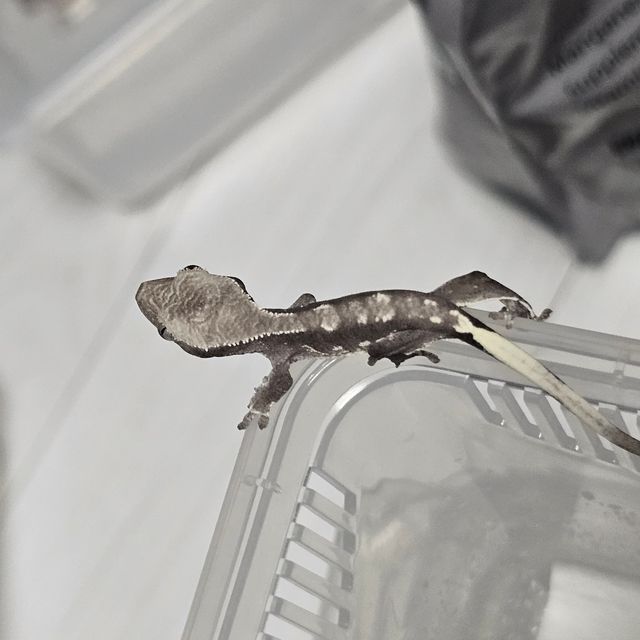 아잔틱