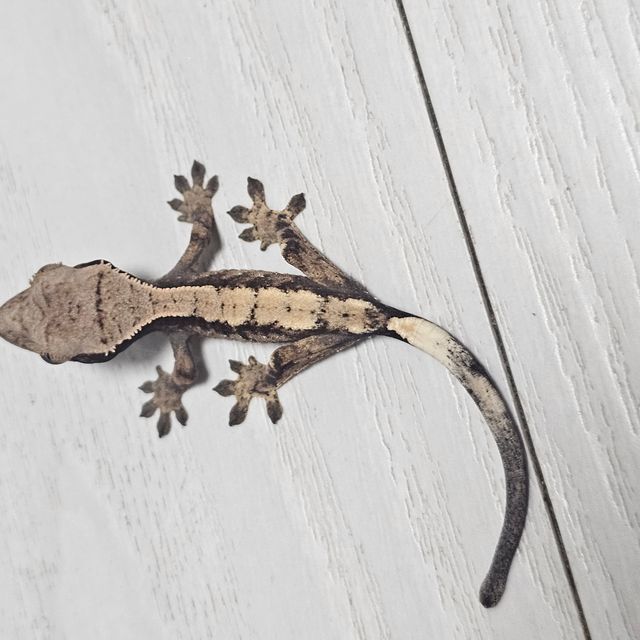 세이블