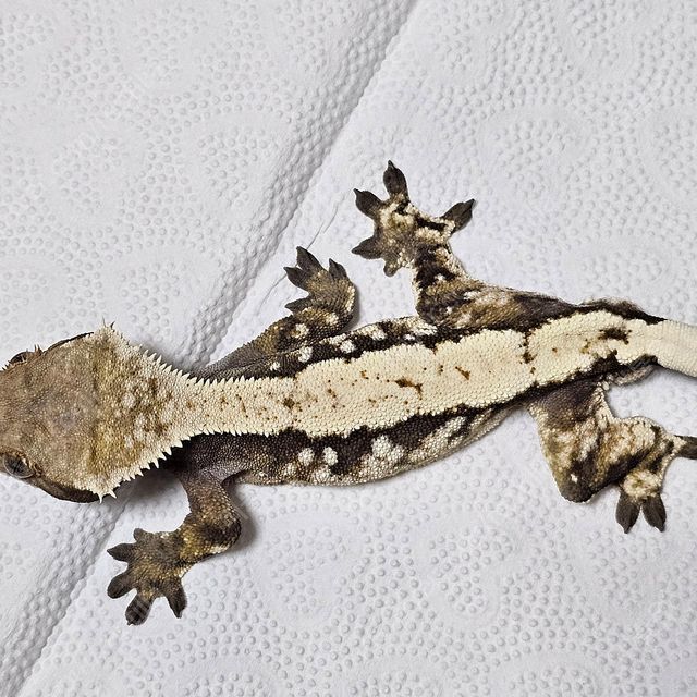 세이블