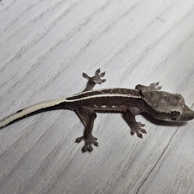 아잔틱