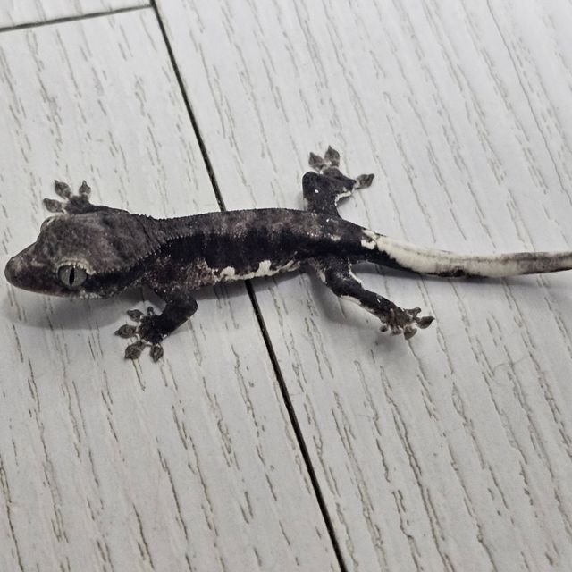 아잔틱