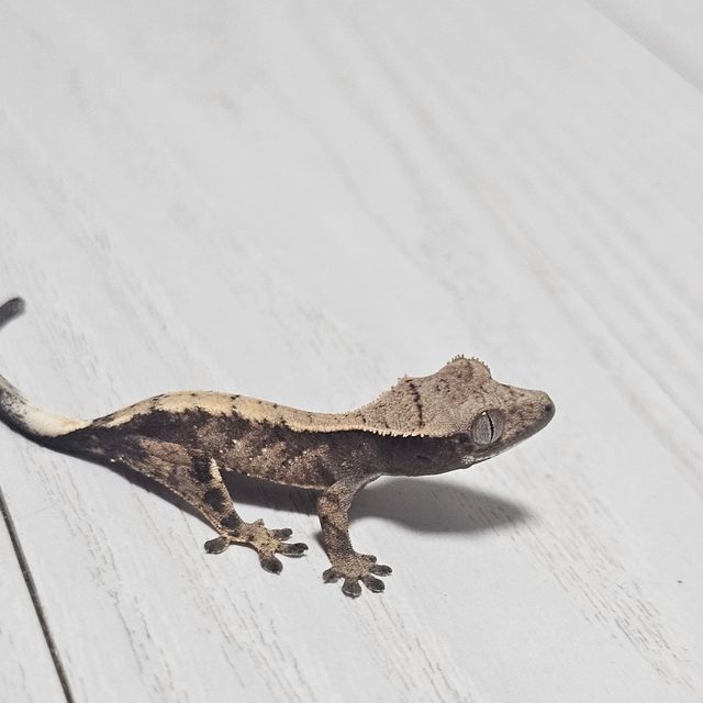 세이블