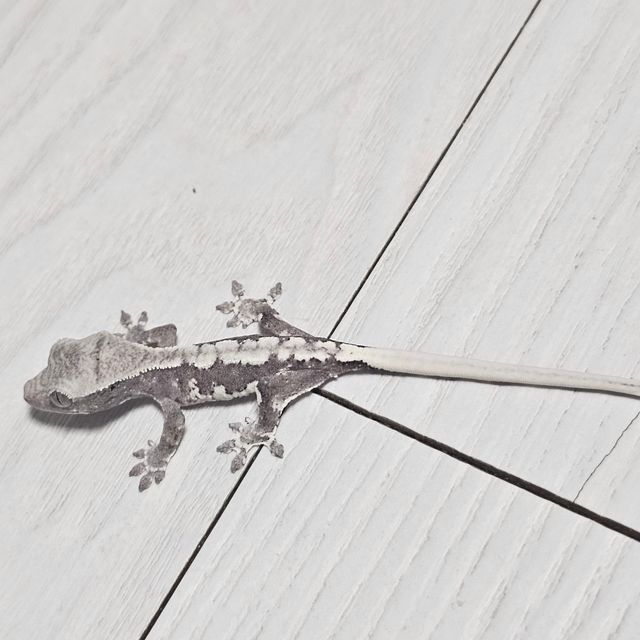 릴잔틱