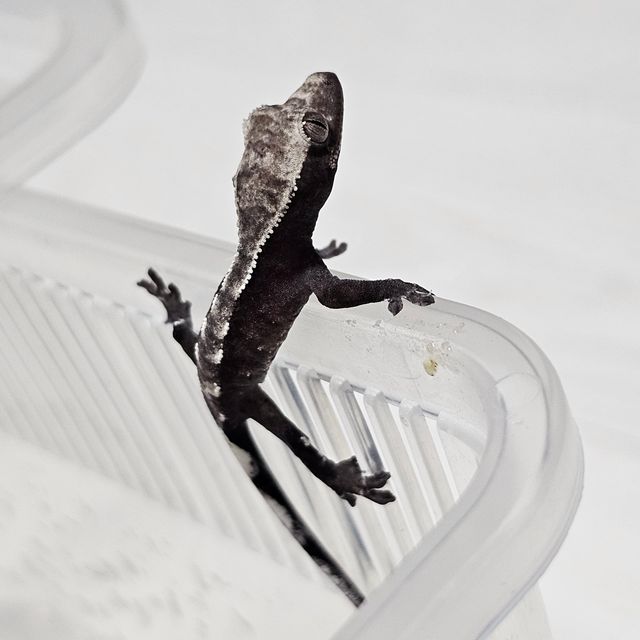 아잔틱