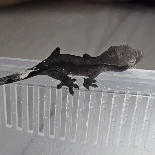 아잔틱