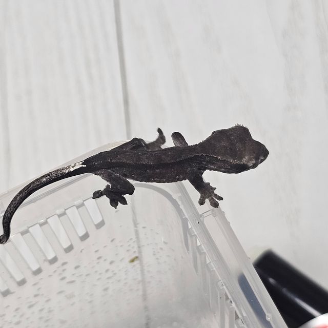 아잔틱