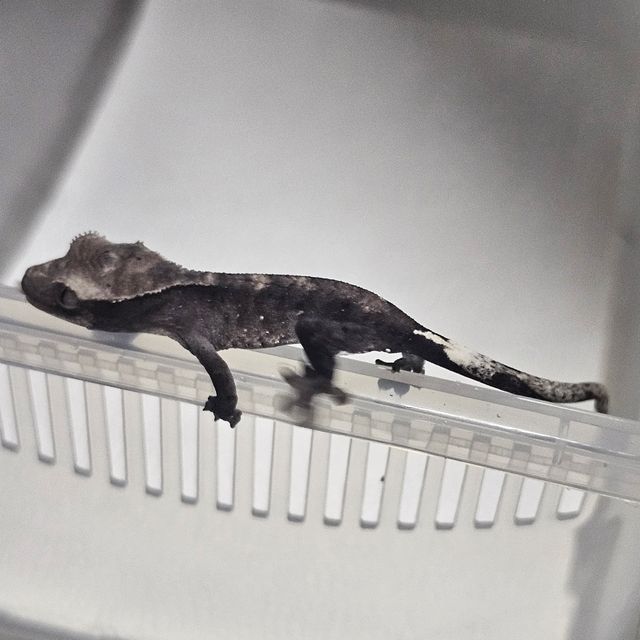 아잔틱