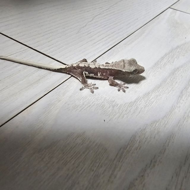 릴잔틱