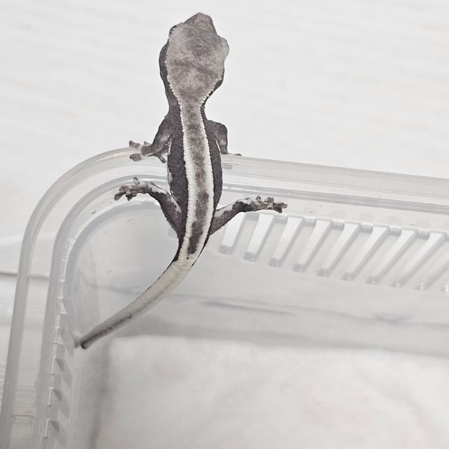 아잔틱