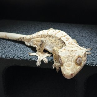 노멀 화이트스팟 드리피