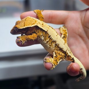 텐저린 드리피 트라이