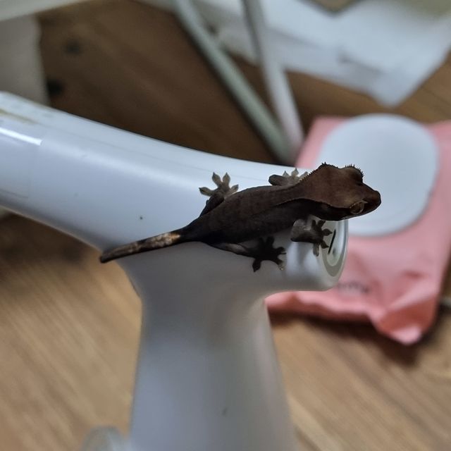 챠콜