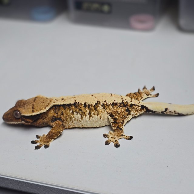 텐저린 드리피 트라이