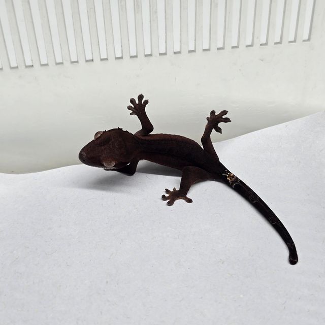 챠콜 카푸치노