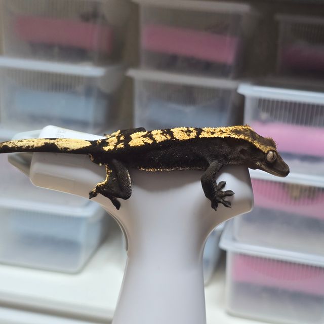 플레임 블랙 챠콜