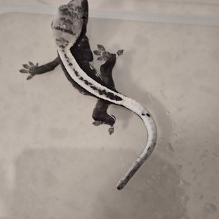 아잔틱 슈퍼스트라이프