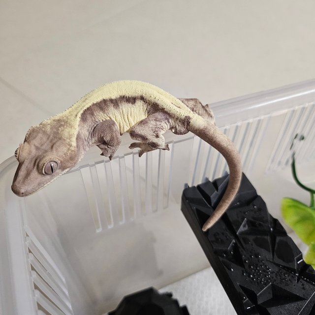 슈퍼세이블 릴리