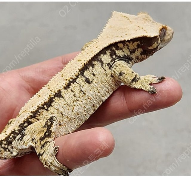 노멀 드리피 화이트스팟