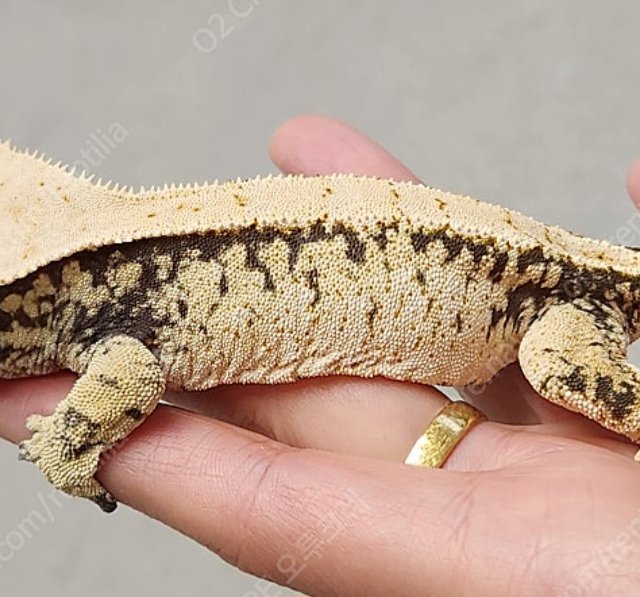 노멀 드리피 화이트스팟