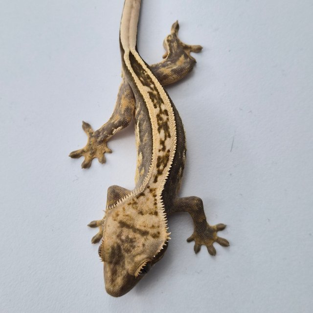 100%헷아잔틱 슈퍼스트라이프