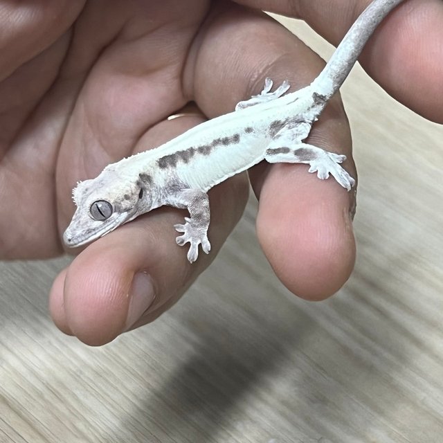 슈퍼세이블 릴리