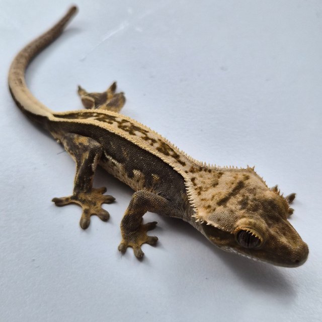 100%헷아잔틱 슈퍼스트라이프