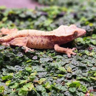 노멀 트라이 드리피 화이트스팟