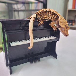 노멀 익스트림할리퀸 텐저린 트라이