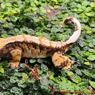 노멀 트라이 익스트림할리퀸